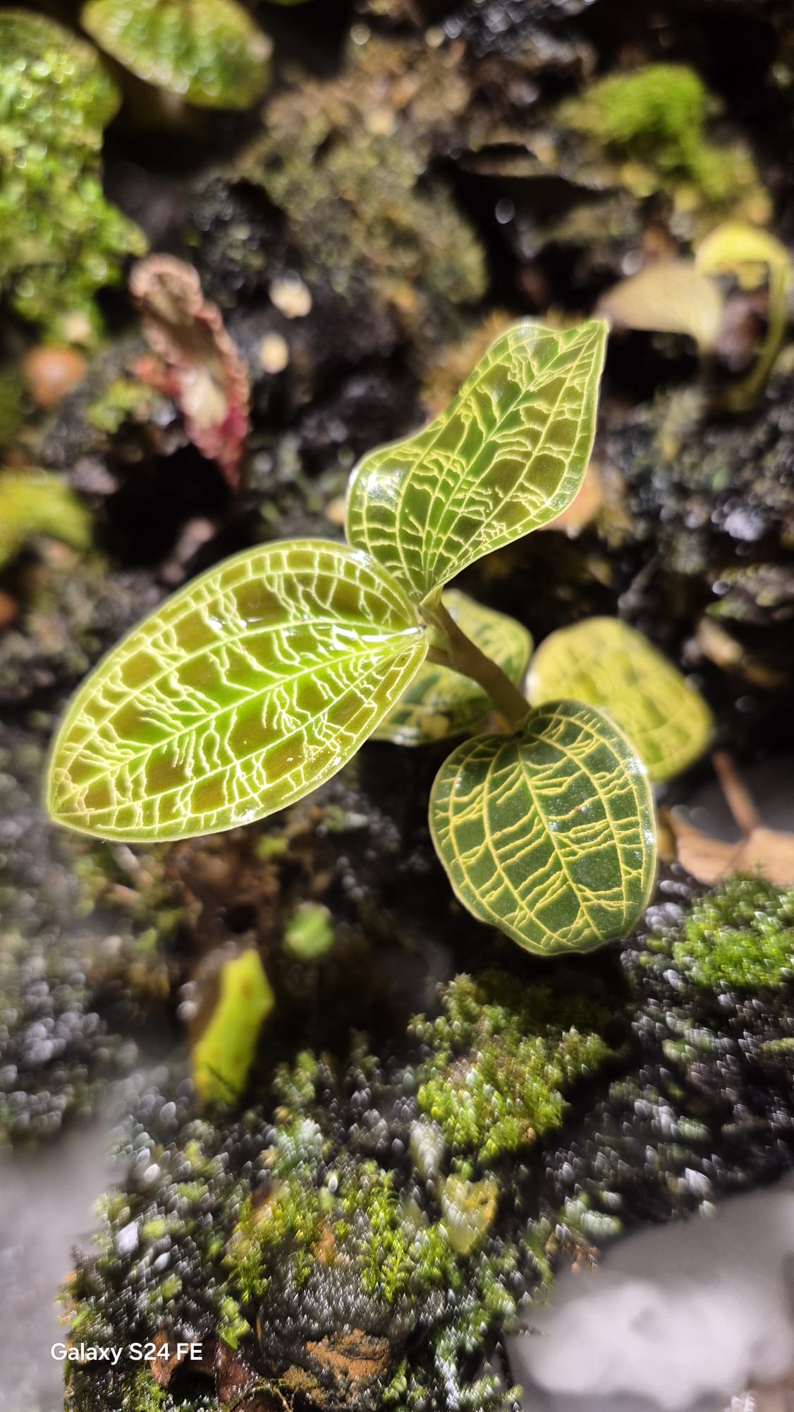 Macodes petola